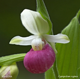 Cypripedium reginae